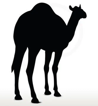 Camel in default pose Stock Illustration