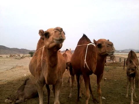 Camel in desert in Arabian Stock Photos