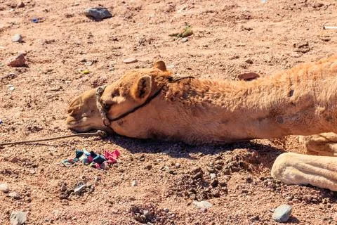 Camel in the desert. Close-up Stock Photos