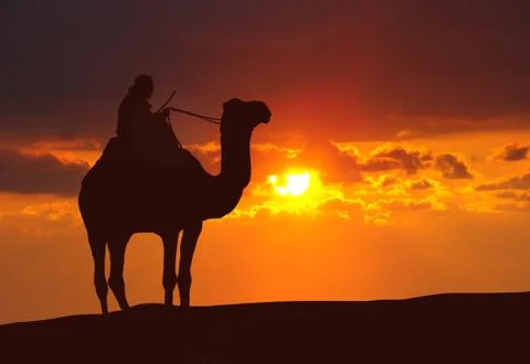 Camel in the desert during sunset Stock Photos