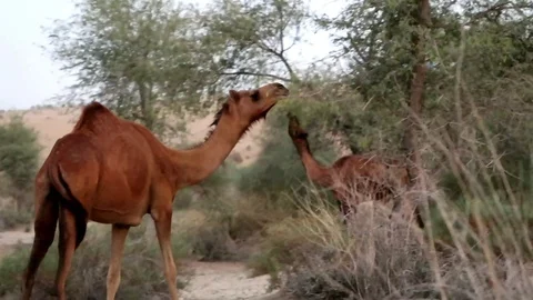 Camel in the desert eating Stock Footage 116185042