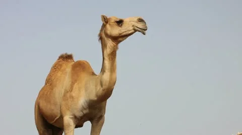 Camel in desert Stock Footage 12176121