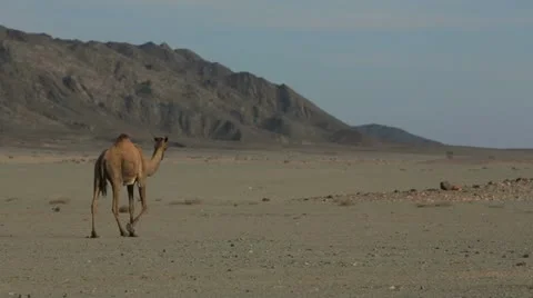 Camel in the desert Video stock 14816211