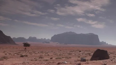 Camel in Desert Stock Footage 21994270