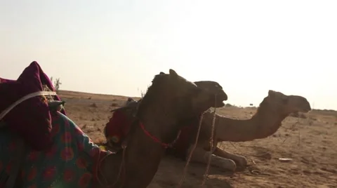 Camel in the desert Stock Footage 45379849