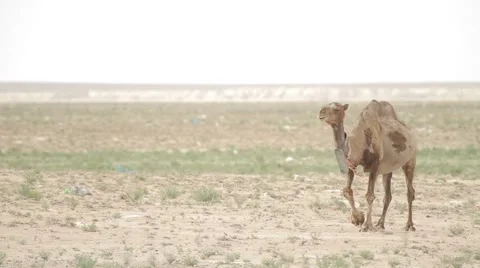 The camel is the desert Stock Footage 62063886