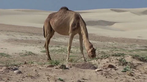 Camel in a desert 動画素材 70917975