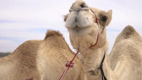 Camel in desert Stock Footage 86464872