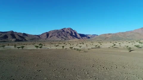 Camel in the desert Stock Footage 134456784
