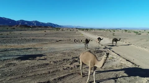 Camel in the desert Stock Footage 134456933