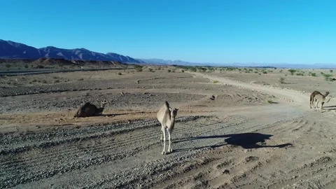 Camel in the desert Stock Footage 134457050
