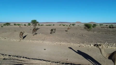 Camel in the desert Stock Footage 134457195