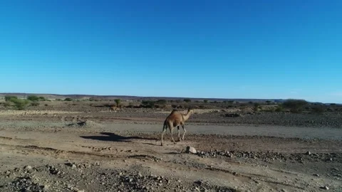 Camel in the desert Stock Footage 134457402