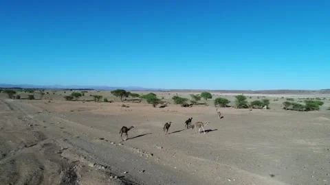 Camel in the desert Stock Footage 134457522