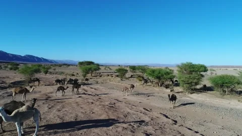 Camel in the desert Stock Footage 134457701