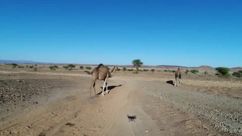 Camel in the desert Stock Footage 134457851