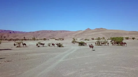 Camel in the desert Stock Footage 134457978