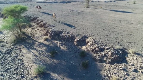 Camel in the desert Stock Footage 134458111