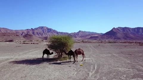 Camel in the desert Stock Footage 134458139