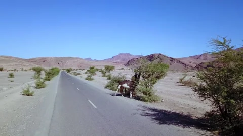 Camel in the desert Stock Footage 134458310