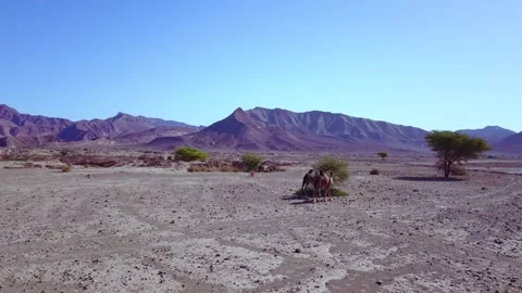 Camel in the desert Stock Footage 134458313