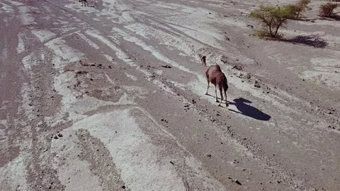 Camel in the desert Stock Footage 134458505