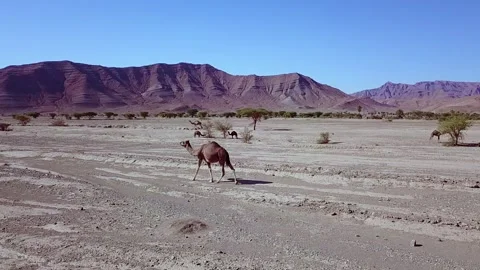 Camel in the desert Stock Footage 134458515