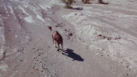Camel in the desert Stock Footage 134458642