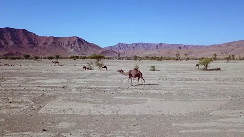 Camel in the desert Stock Footage 134458669