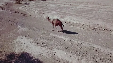 Camel in the desert Stock Footage 134458708
