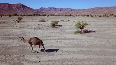 Camel in the desert Stock Footage 134458867