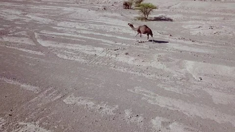 Camel in the desert Stock Footage 134458967