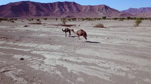 Camel in the desert Stock Footage 134459152