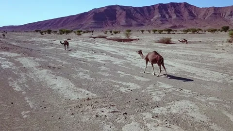 Camel in the desert Stock Footage 134459188