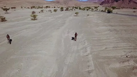 Camel in the desert Stock Footage 134459314