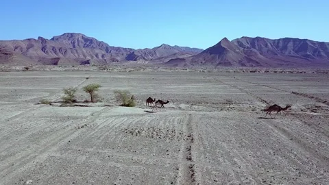 Camel in the desert Stock Footage 134459423