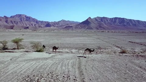 Camel in the desert Stock Footage 134459661