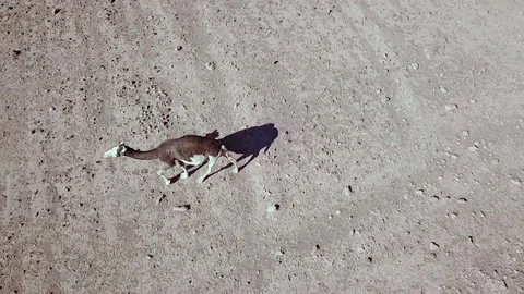 Camel in the desert Stock Footage 134459715