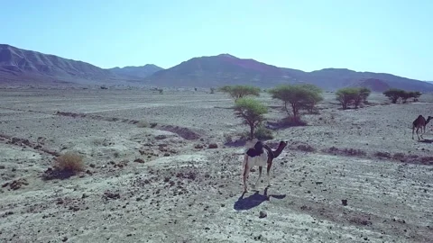 Camel in the desert Stock Footage 134459734