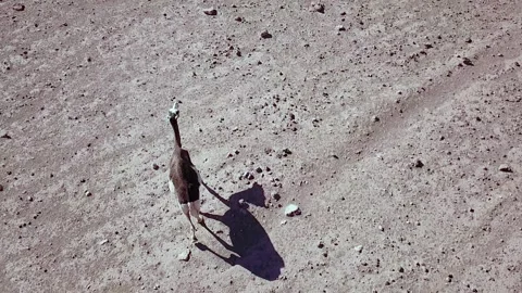 Camel in the desert Stock Footage 134459735