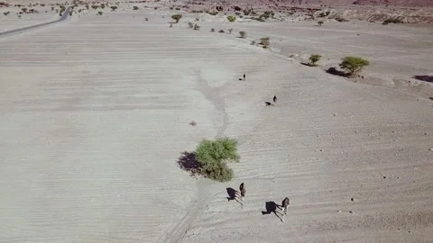 Camel in the desert Stock Footage 134460026