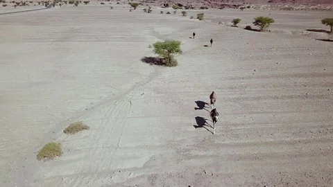 Camel in the desert Stock Footage 134460102