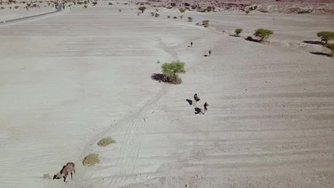 Camel in the desert Stock Footage 134460232