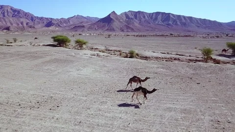 Camel in the desert Stock Footage 134460515