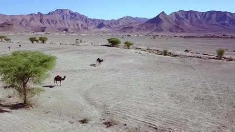 Camel in the desert Stock Footage 134460528