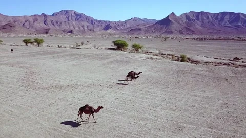 Camel in the desert Stock Footage 134460830