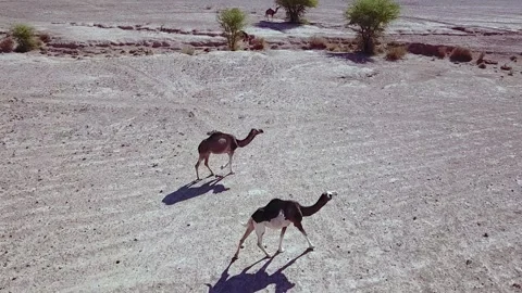 Camel in the desert Stock Footage 134460941