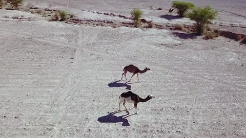 Camel in the desert Stock Footage 134461043