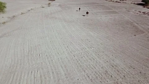 Camel in the desert Stock Footage 134461222