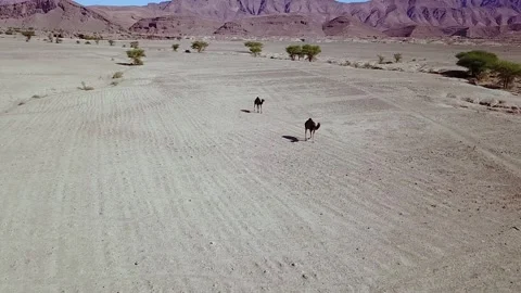 Camel in the desert Stock Footage 134461243